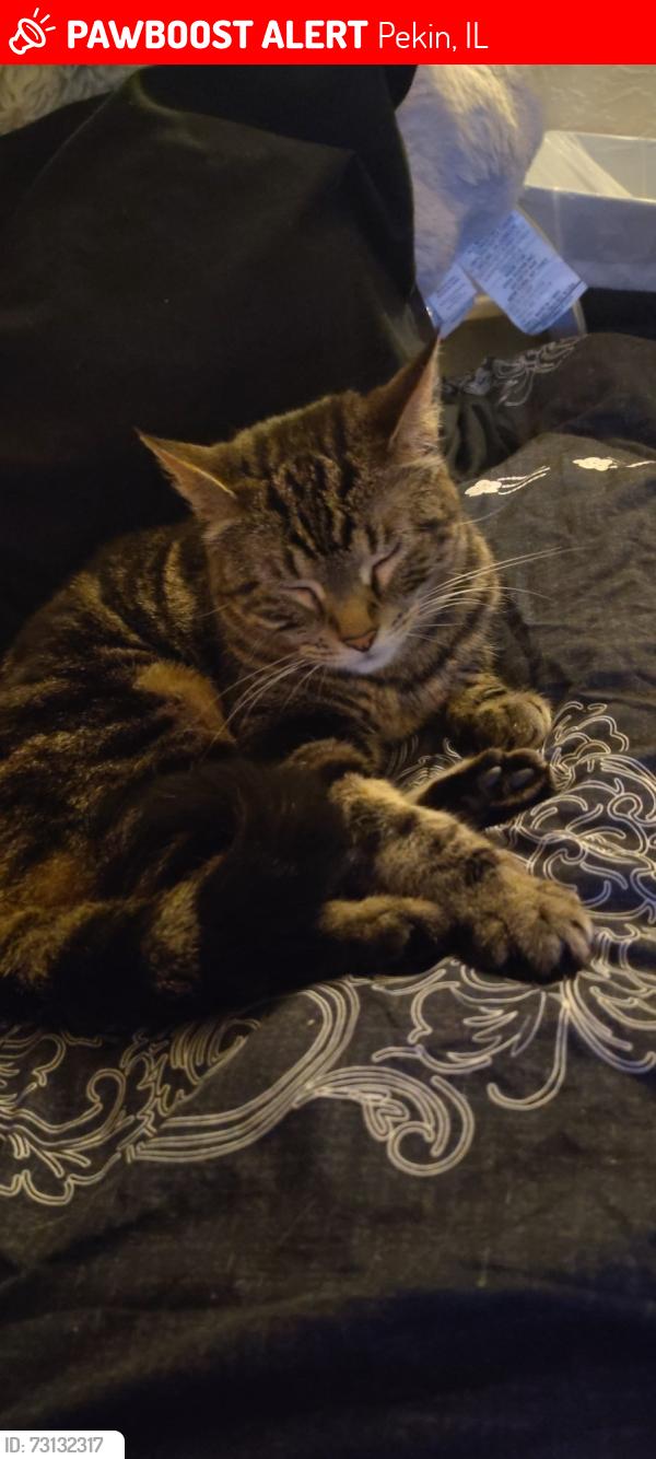 Lost Female Cat last seen Peking gas, Pekin, IL 61554