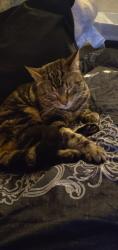 Lost Female Cat last seen Peking gas, Pekin, IL 61554