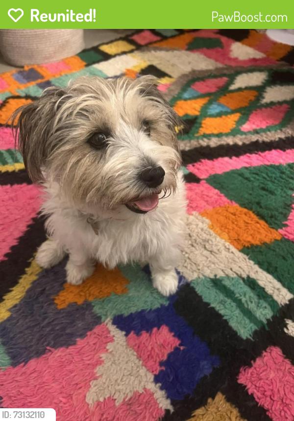 Reunited Female Dog last seen Ocean park and Olympic, Santa Monica, CA 90401