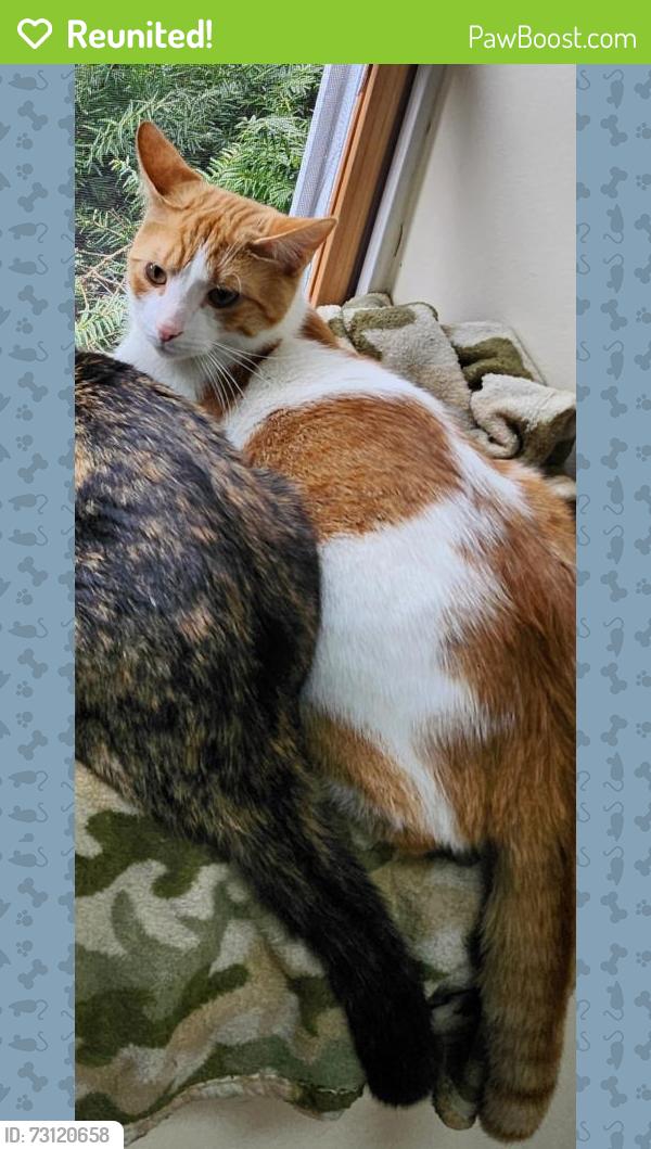 Reunited Male Cat last seen Near Old Bethlehem Rd. Quakertown Pa, Haycock Township, PA 18951