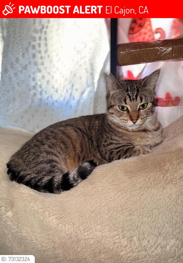 Lost Female Cat last seen Near royal rd El Cajon ca, El Cajon, CA 92021