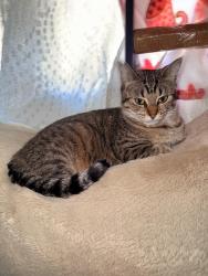 Lost Female Cat last seen Near royal rd El Cajon ca, El Cajon, CA 92021