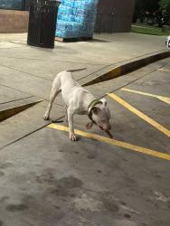 Found/Stray Male Dog last seen QT on Nathan Dean Blvd, Dallas, GA 30157