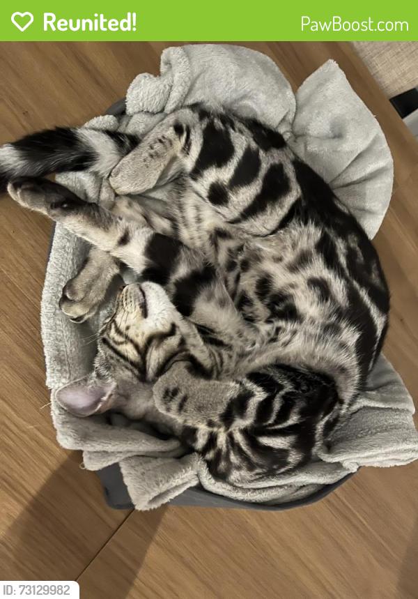 Reunited Male Cat last seen Le8 5ss, Countesthorpe, England 