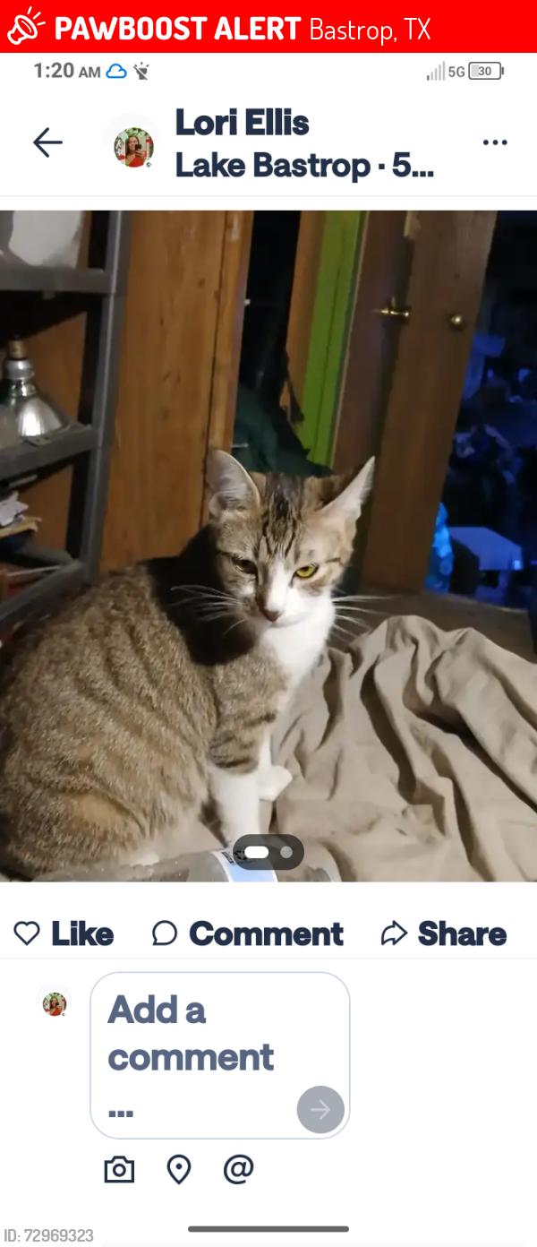 Lost Female Cat last seen Peach and plum and wondering oaks street, Bastrop, TX 78602