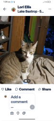 Lost Female Cat last seen Peach and plum and wondering oaks street, Bastrop, TX 78602