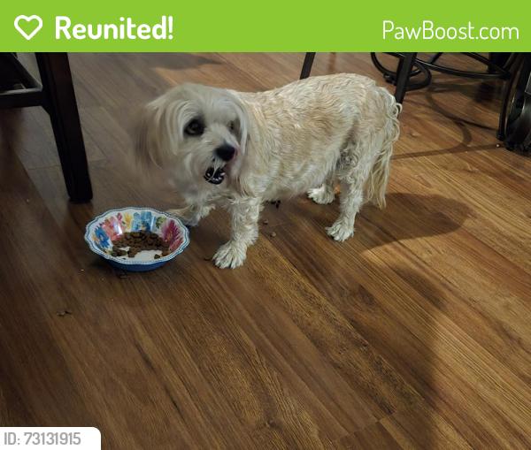 Reunited Male Dog last seen Avondale & 108th Dr., Avondale, AZ 85392
