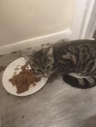 Reunited Male Cat last seen shelly road and Wordsworth road, Luton, England 