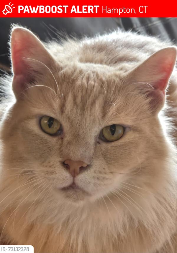 Lost Male Cat last seen Parsonage Rd, Hampton General Store, Hampton, CT 06247