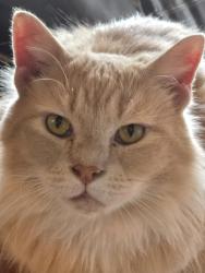 Lost Male Cat last seen Parsonage Rd, Hampton General Store, Hampton, CT 06247