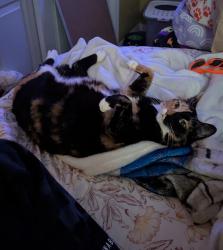 Lost Female Cat last seen SW Wallula Dr & 14th, Gresham, OR 97080