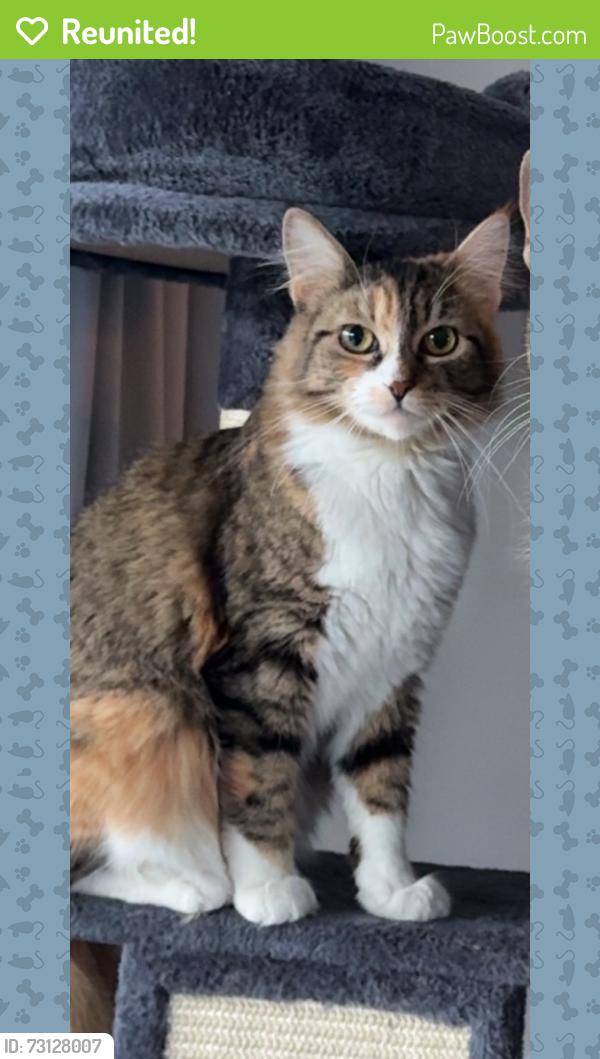 Reunited Female Cat last seen The corner of E Keith and Lonsdale across the street from Victoria Park., North Vancouver, BC V7L 1T9