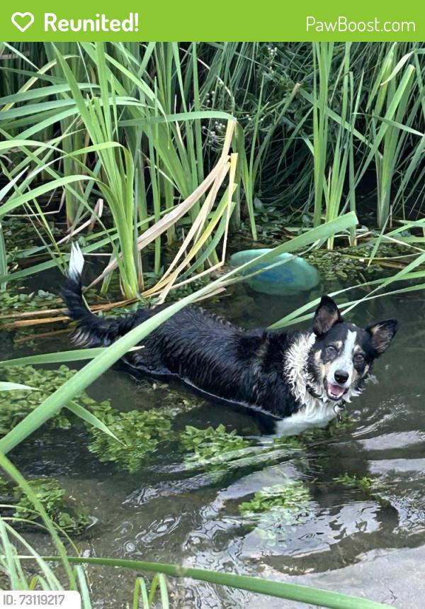 Reunited Female Dog last seen Near North Laredo St, Aurora, CO 80011