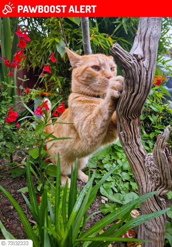 Lost Male Cat last seen Dawtrey road Petworth, West Sussex, England 