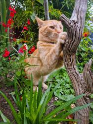 Lost Male Cat last seen Dawtrey road Petworth, West Sussex, England 