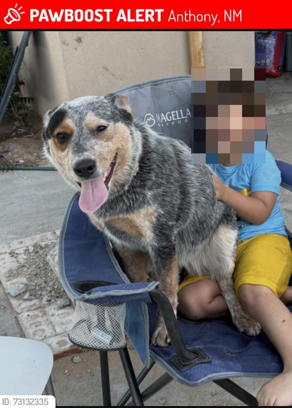 Lost Female Dog last seen Berino elementary, fire department, Anthony, NM 88021