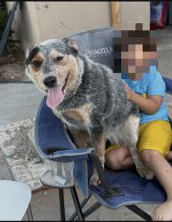 Lost Female Dog last seen Berino elementary, fire department, Anthony, NM 88021