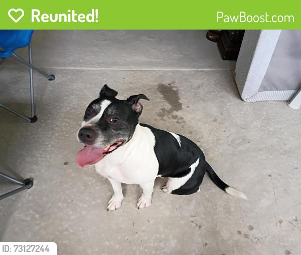 Reunited Female Dog last seen Near on lorens st woodruff sc next too the church of the covunent, Woodruff, SC 29388