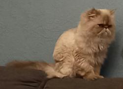 Reunited Female Cat last seen Norwood grove LS6 1dt, West Yorkshire, England LS6 1DT