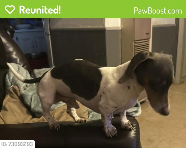 Reunited Male Dog last seen Idalou Highway, Lubbock, TX 79403