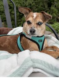 Reunited Female Dog last seen Line and Hancock, Lansdale, PA 19446