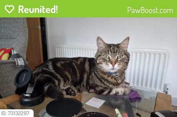 Reunited Male Cat last seen Glenhugh Park BT8 7PQ, Lisburn and Castlereagh, Northern Ireland BT8 7PG