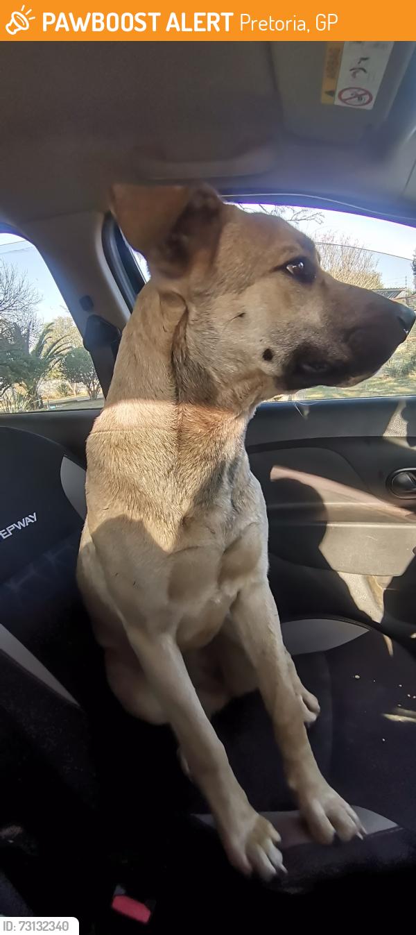 Found/Stray Female Dog last seen Rhenosterfontein 514 JR, Pretoria, GP 