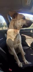 Found/Stray Female Dog last seen Rhenosterfontein 514 JR, Pretoria, GP 