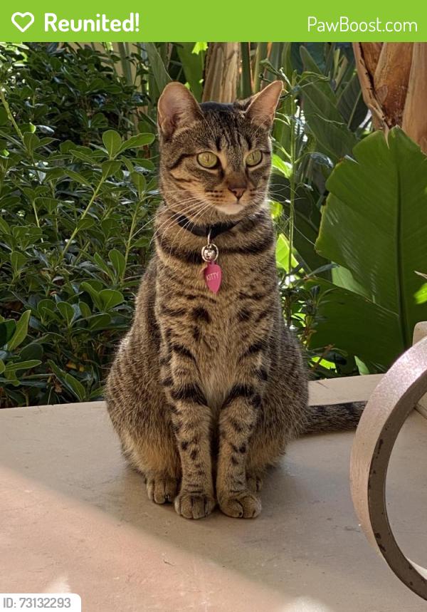 Reunited Female Cat last seen Near Spectrum, Irvine, CA 92618, USA, Irvine, CA 92618