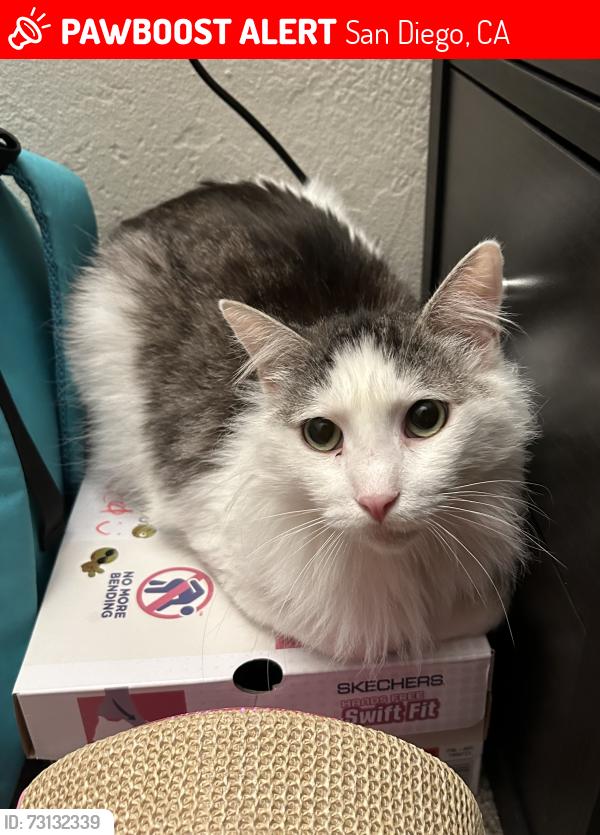 Lost Male Cat last seen Near Cowley way at Coral Bay apmts, San Diego, CA 92117