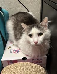 Lost Male Cat last seen Near Cowley way at Coral Bay apmts, San Diego, CA 92117