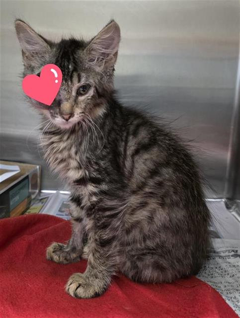 Shelter Stray Male Cat last seen Near BLOCK VALLEY DALE, 4710 TX-151, San Antonio, TX 78227, USA