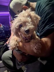 Reunited Female Dog last seen Broadway/Tucson, Tucson, AZ 85716