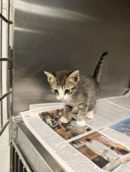 Shelter Stray Male Cat last seen , 14409 Vanowen St, Van Nuys, CA 91405, USA