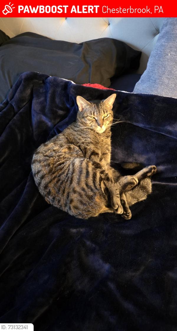 Lost Female Cat last seen Elan Lane, Chesterbrook, PA 19087