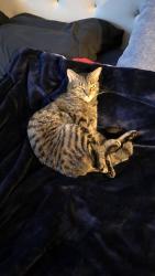Lost Female Cat last seen Elan Lane, Chesterbrook, PA 19087