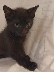 Shelter Stray Male Cat last seen , 1850 W 60th St, Los Angeles, CA 90047, USA