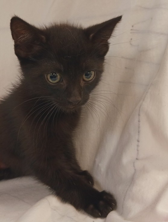 Shelter Stray Male Cat last seen , 1850 W 60th St, Los Angeles, CA 90047, USA