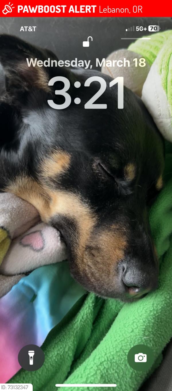 Lost Female Dog last seen The Canal by the Woods RV Park, Lebanon, OR 97355