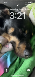 Lost Female Dog last seen The Canal by the Woods RV Park, Lebanon, OR 97355
