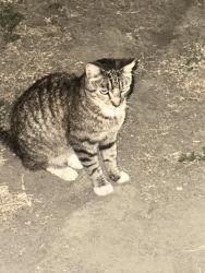 Found/Stray Unknown Cat last seen Maxson RD and Deana, El Monte, CA 91732