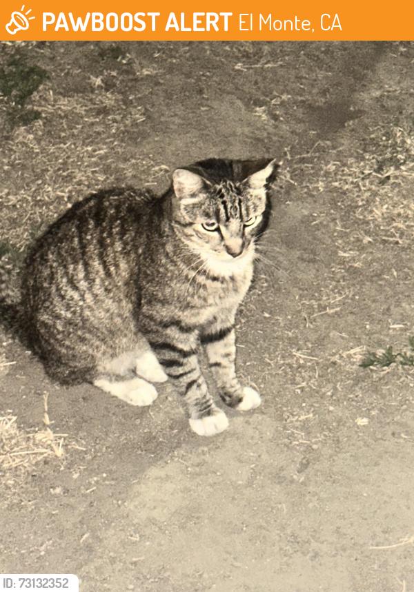Found/Stray Unknown Cat last seen Maxson RD and Deana, El Monte, CA 91732