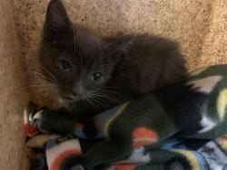 Shelter Stray Male Cat last seen EDWIN WAY & SURREY RD, 2127 Front St, Sacramento, CA 95818, USA