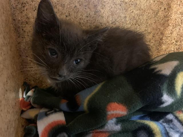 Shelter Stray Male Cat last seen EDWIN WAY & SURREY RD, 2127 Front St, Sacramento, CA 95818, USA