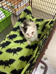 Shelter Stray Female Cat last seen EDWIN WAY & SURREY RD, 2127 Front St, Sacramento, CA 95818, USA