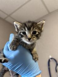 Shelter Stray Female Cat last seen MAGNOLIA AND WILSON, 333 Chandler Pl, San Bernardino, CA 92408, USA