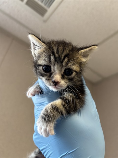 Shelter Stray Female Cat last seen MAGNOLIA AND WILSON, 333 Chandler Pl, San Bernardino, CA 92408, USA