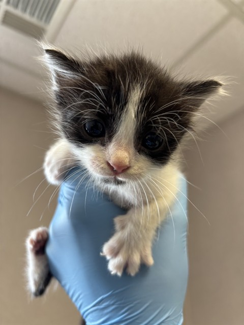 Shelter Stray Female Cat last seen MAGNOLIA AND WILSON, 333 Chandler Pl, San Bernardino, CA 92408, USA