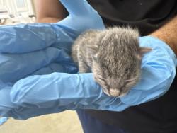 Shelter Stray Male Cat last seen Near BLOCK N WESTERN AVE, 333 Chandler Pl, San Bernardino, CA 92408, USA