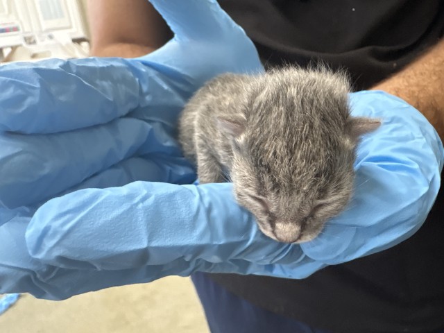 Shelter Stray Male Cat last seen Near BLOCK N WESTERN AVE, 333 Chandler Pl, San Bernardino, CA 92408, USA